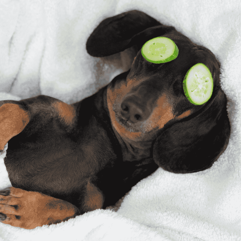 why are dachshunds the worst breed dachshund space (3)