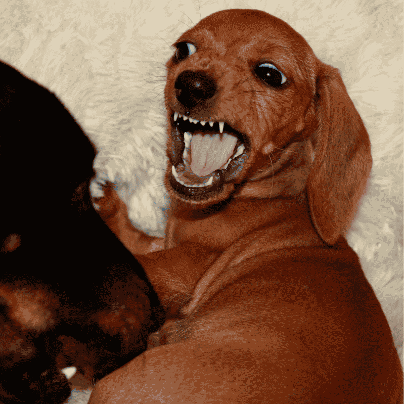 why are dachshunds the worst breed dachshund space