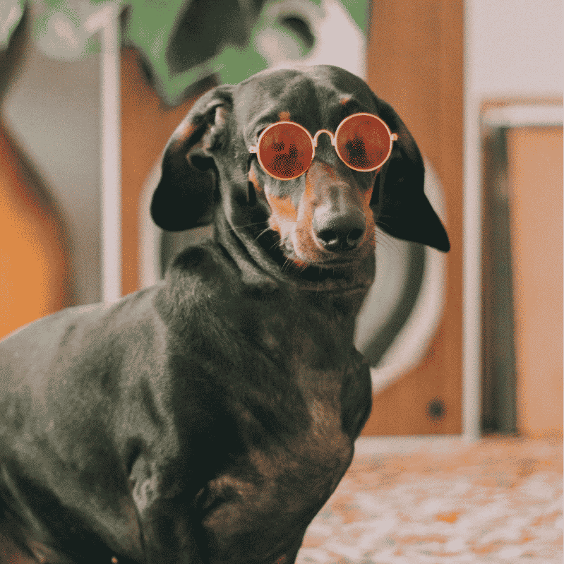 why are dachshunds the worst breed dachshund space