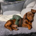 Dachshund Calm Massager